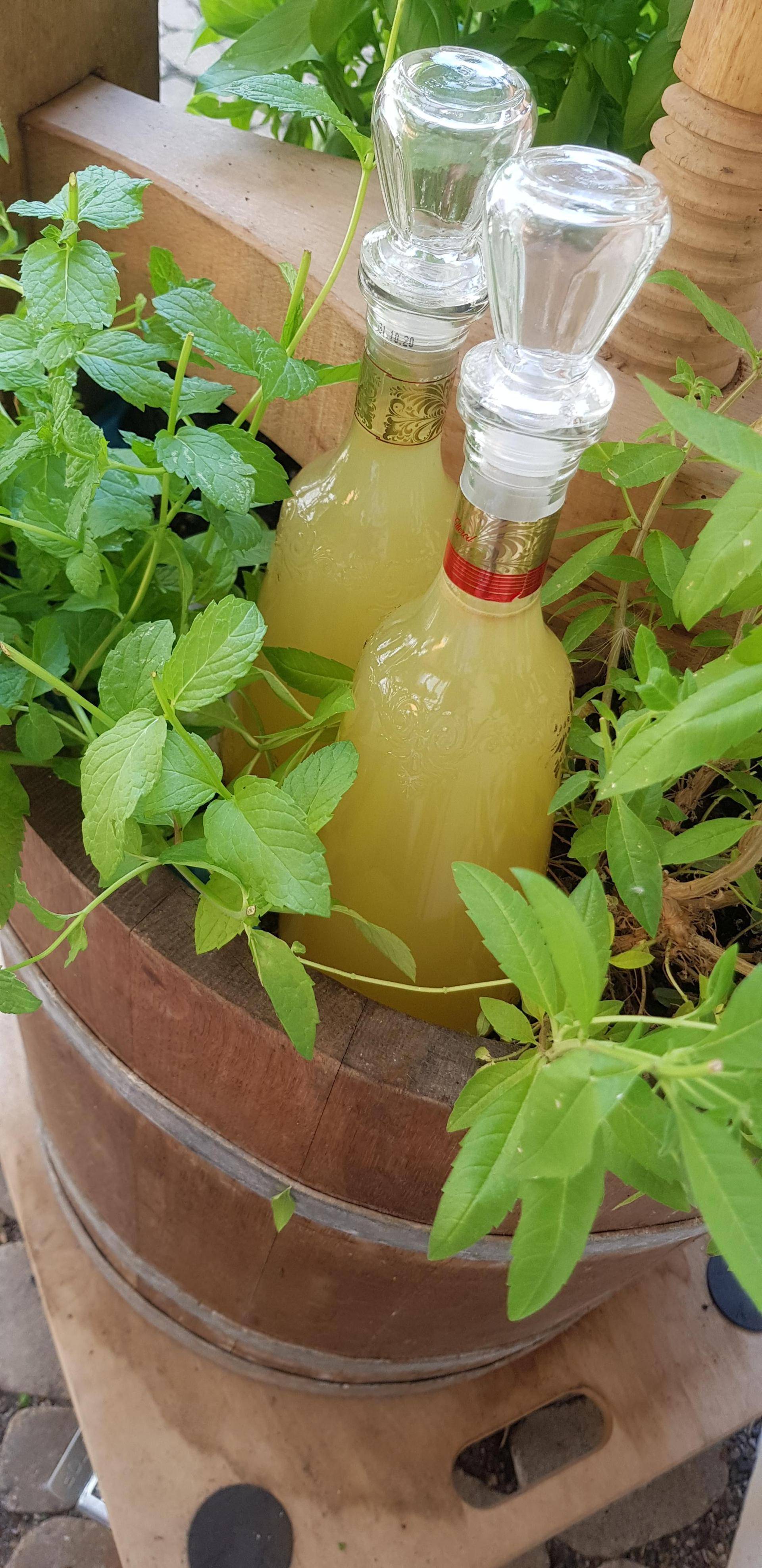 Zitronenmelisse Minze Ingwersirup - Rezepte Prep & Cook | Krups